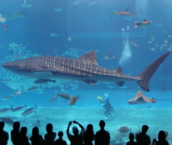 Whale-Shark.jpg