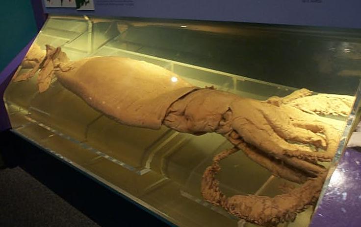 56-giant-squid.jpg