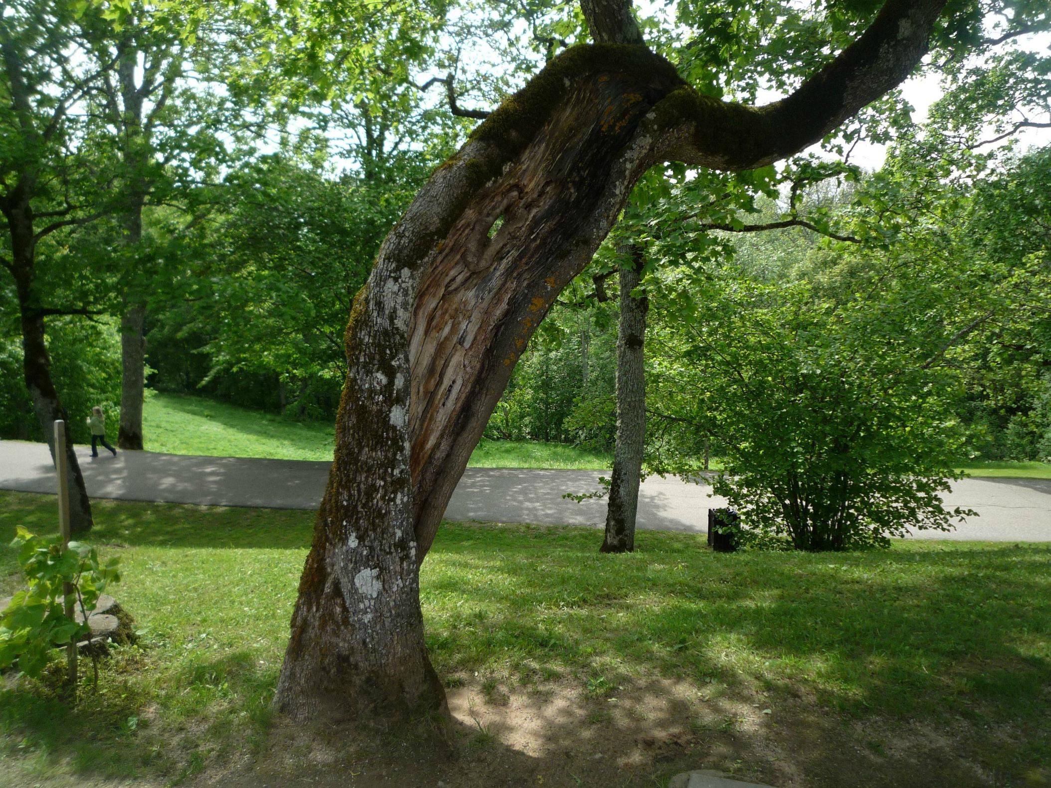 OVTai.jpg