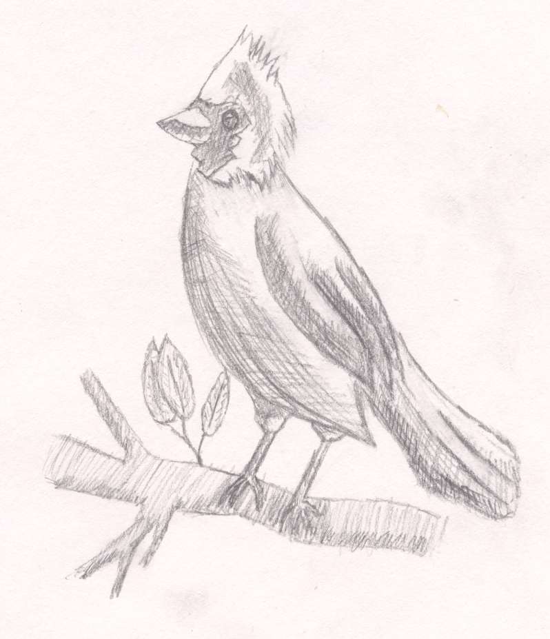 birdtty.jpg