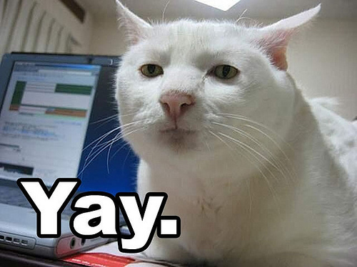 yay-cat_1997993.jpg