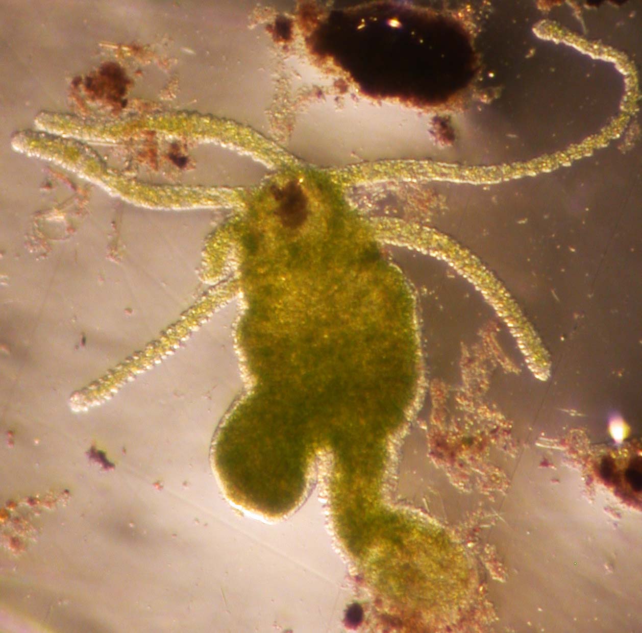CNI-ChlorohydraViridissima2.JPG
