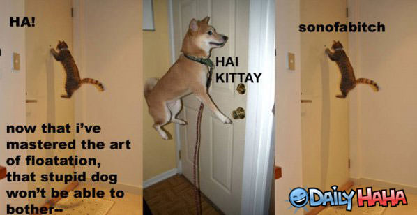 hai-kitty.jpg