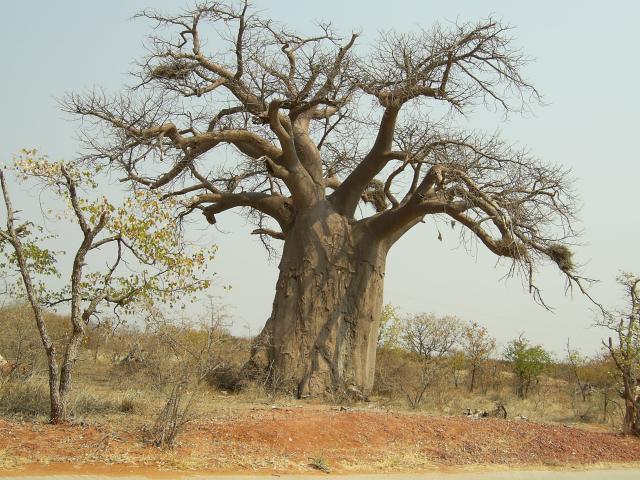 Baobab_tree.sized.jpg