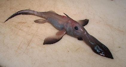 Weird%20Fish%201.JPG