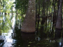 louisiana_voices02_swamp_tour_a04.jpg