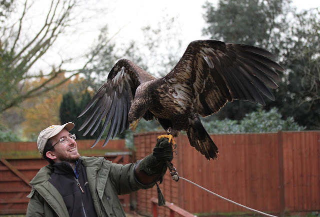 Eagle2small.jpg