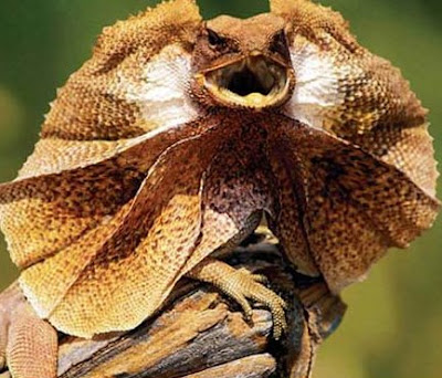 frilled+lizard.jpg