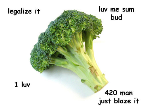 tumblr_mcoyezM66H1rpf6fyo1_500.jpg