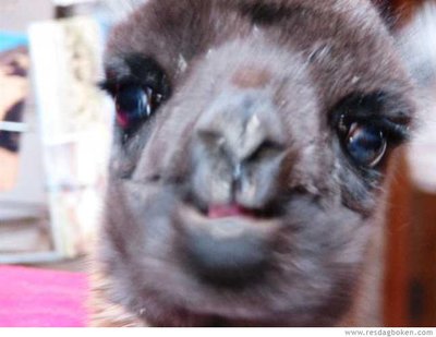 llama.jpg