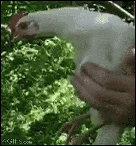 PType.gif