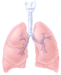 healthy_lung.jpg