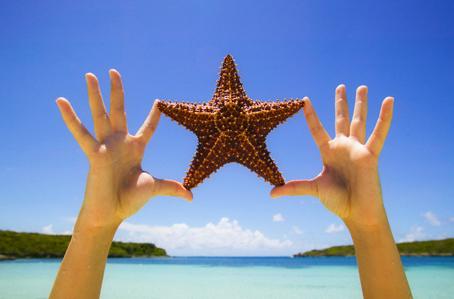 estrela-do-mar.jpg
