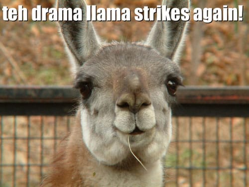 drama_llama.jpg