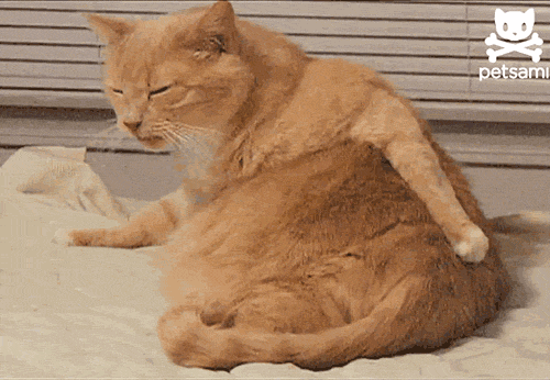 tumblr_n4ymbagRB91s818xzo1_500.gif