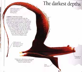 gulper.jpeg