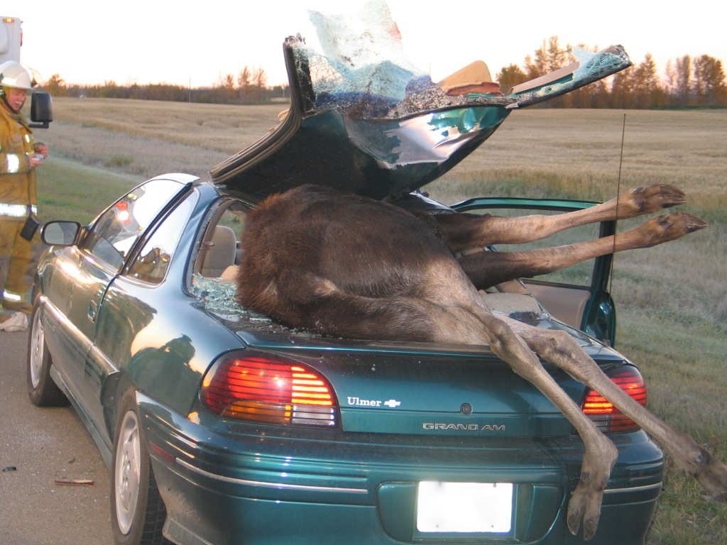 Moose2.JPG