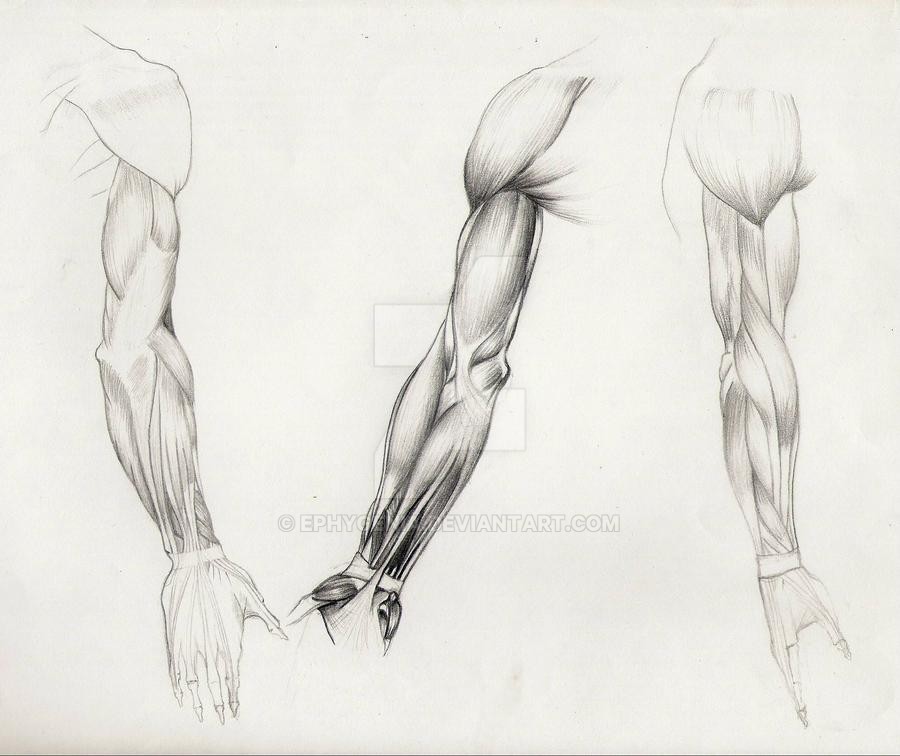 anatomy_of_arm__muscles_by_ephygenia-d2lognu.jpg