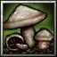 BTNMushroom.jpg