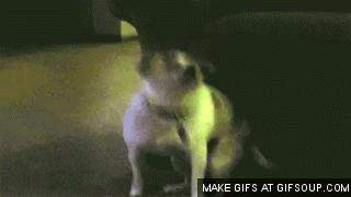 electro-dog-o.gif