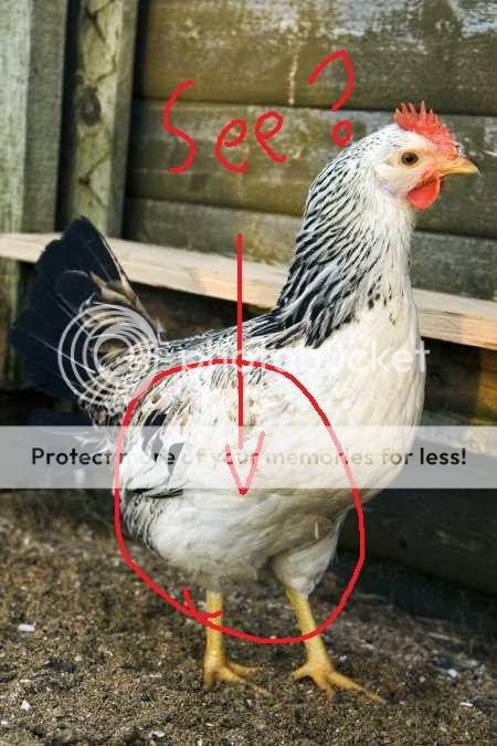 chicken.jpg