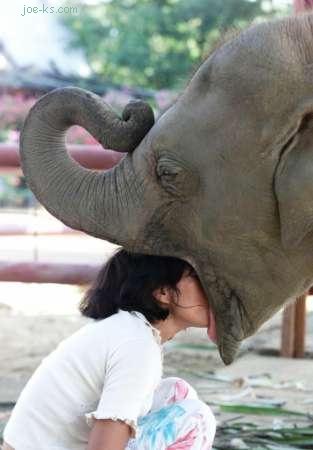 elephant-breath.jpg