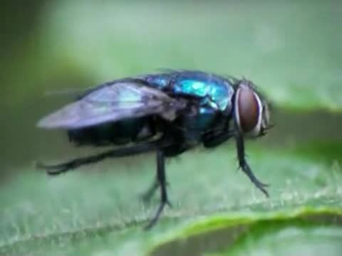 mid-Fly_cleaning.ogv.jpg