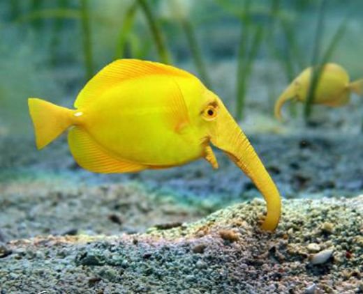 peixe-elefante.jpg