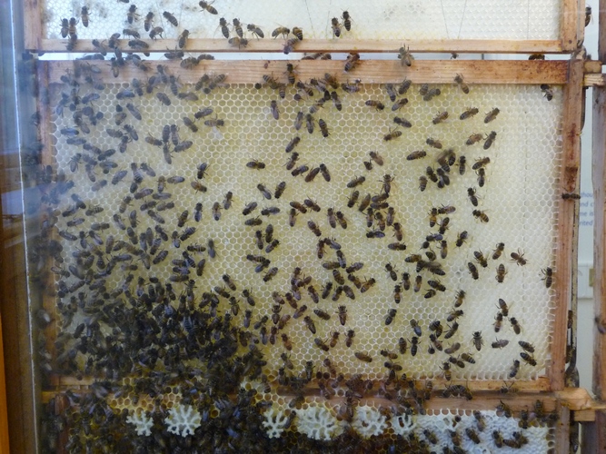 beehive1.jpg