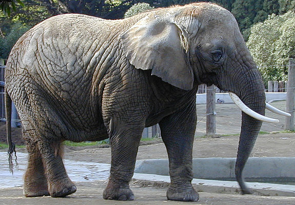 elephant.jpg