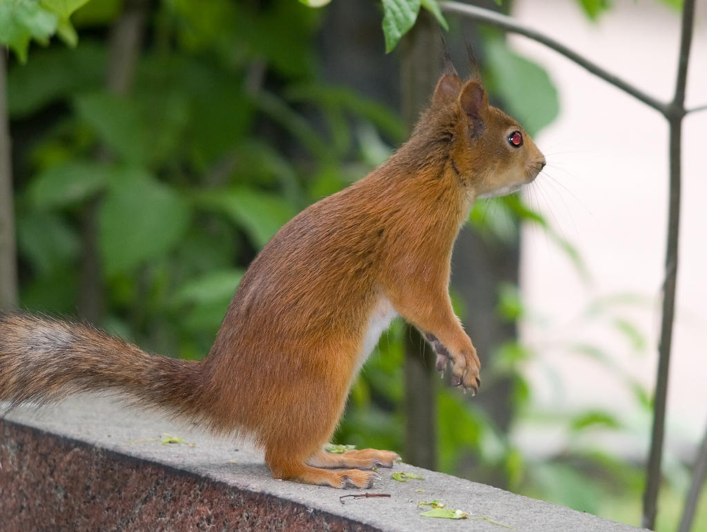 squirrel_anatomy_by_tomitapio-d36spth.jpg