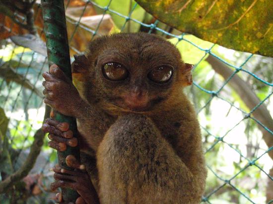 tarsier-1.jpg