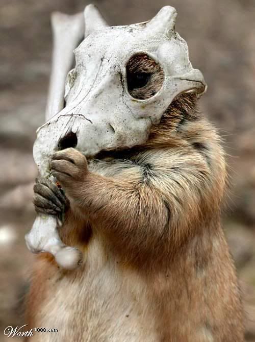 realLifeCubone.jpg