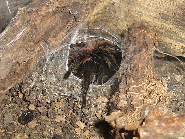 cyclosternum-fasciatum-burrow-1.jpg