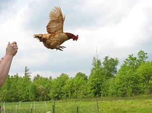 flychicken2_blog.jpg