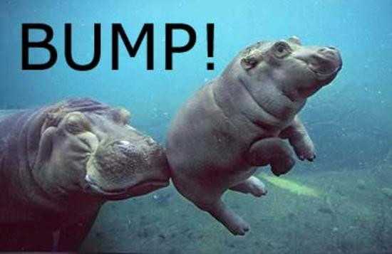 3249898-hippo+bump.jpg