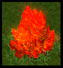 06MqlVA.png