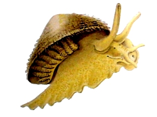 tylofunh.jpg