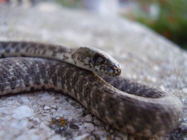 Fearsome_snake__D_by_LiOneSS_178.jpg