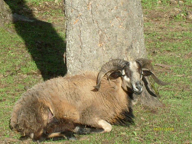 herd%20ram.JPG