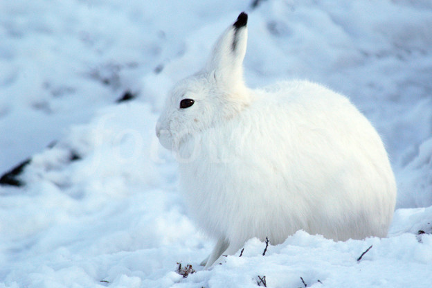 Arctic%20Hare.jpg