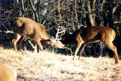 deer.jpg