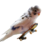 avatar239066_53.gif