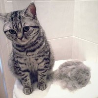 cat-shedding-200x200.jpg