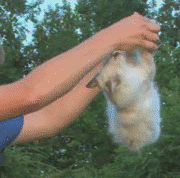 158487-albums5564-picture68388.gif