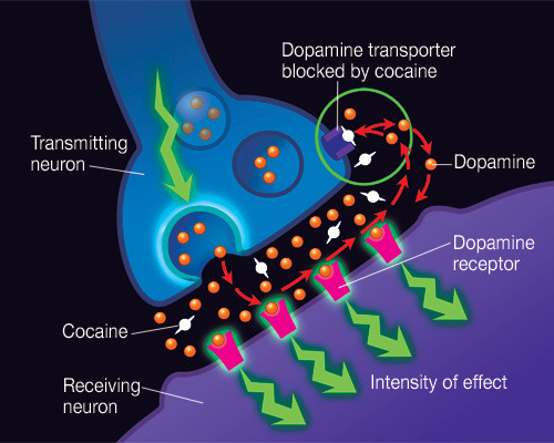 cocrrenneuron.jpg