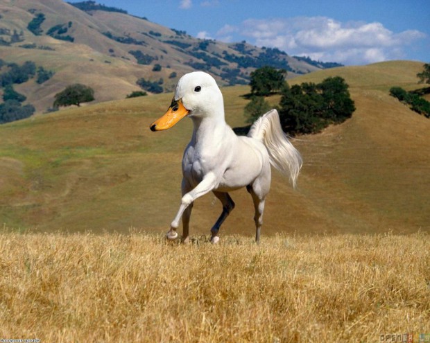 weird-animals-3-620x495.jpg