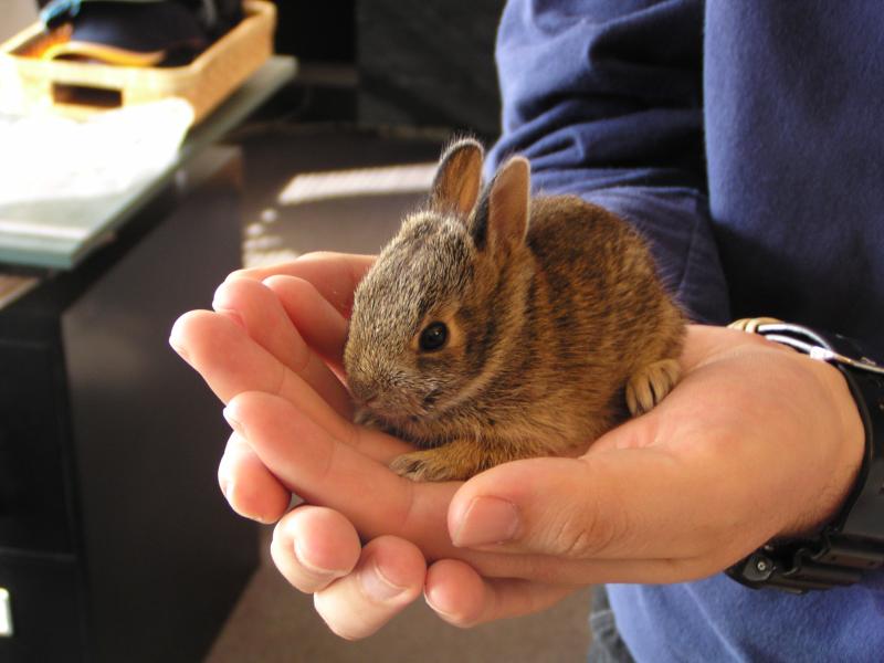 stewart_bunny_1.jpg