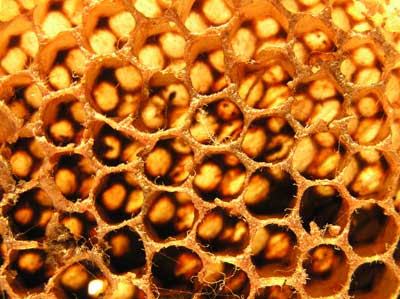 Bee+Hive.jpg
