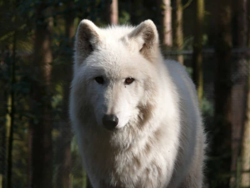 arctic_wolf2.jpg